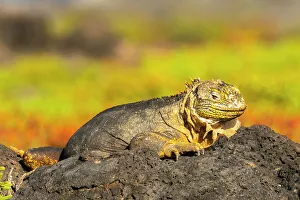 Ecuador, Galapagos National Park, South Plaza Island. Shedding land iguana close-up