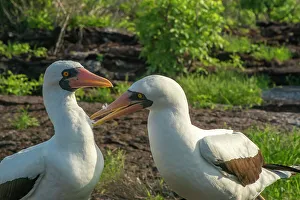Images Dated 23rd January 2023: Ecuador, Galapagos National Park, Genovesa Island. Nazca boobies preening each other