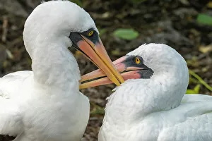 Ecuador, Galapagos National Park, Genovesa Island. Nazca boobies preening each other