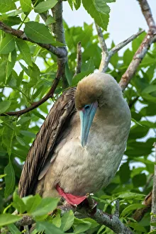 Ecuador, Galapagos National Park, Genovesa Island. Red-footed booby preening in tree