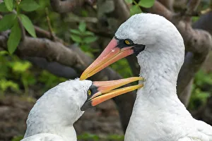 Ecuador, Galapagos National Park, Genovesa Island. Nazca boobies preening each other