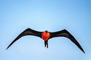 Ecuador, Galapagos National Park, Genovesa Island. Frigatebird male displaying in flight