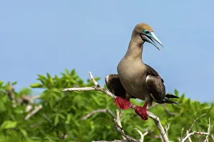 Ecuador, Galapagos National Park, Genovesa Island. Red-footed booby in tree