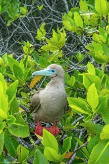 Ecuador, Galapagos National Park, Genovesa Island. Red-footed booby in tree