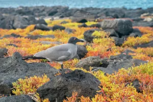Ecuador, Galapagos National Park, Mosquera Island. Lava gull amid portulaca plants