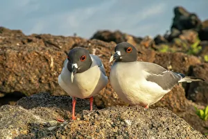Ecuador, Galapagos National Park, Genovesa Island. Swallow-tailed gull pair close-up
