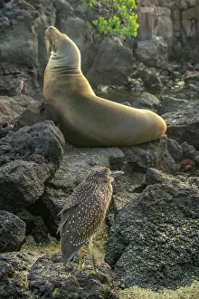 Ecuador, Galapagos National Park, Genovesa Island, Darwin Bay. Yellow-crowned heron and sea lion on rocks