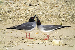 Ecuador, Galapagos National Park, Genovesa Island. Swallow-tailed gull pair courting