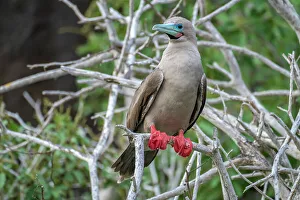 Ecuador, Galapagos National Park, Genovesa Island. Red-footed booby in tree