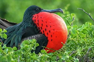 Ecuador, Galapagos National Park, Genovesa Island. Frigatebird male displaying
