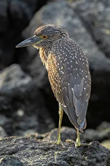 Ecuador, Galapagos National Park, Genovesa Island. Yellow-crowned night heron close-up