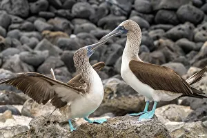 Ecuador, Galapagos National Park, Isla Lobos. Blue-footed booby pair courtship