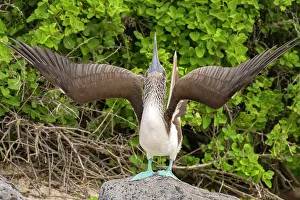 Ecuador, Galapagos National Park, Isla Lobos. Blue-footed booby in sky pointing behavior