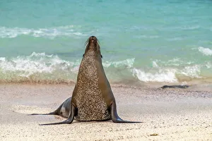 Ecuador, Galapagos National Park, Espanola Island. Sea lion on beach