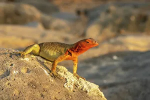 Ecuador, Galapagos National Park, Espanola Island. Close-up of lava lizard