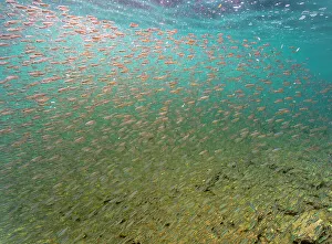 Underwater Prints: Ecuador, Galapagos National Park, Bartolome Island. School of anchovies