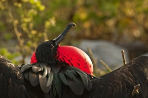 Ecuador, Galapagos National Park, Genovesa Island. Rear view of male frigatebird displaying