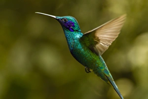 Images Dated 19th March 2014: Ecuador, Galapagos National Park, Nono. Profile of sparkling violet-ear hummingbird