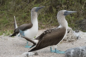 Images Dated 5th August 2012: Ecuador, Galapagos, North Seymour. Blue-footed booby pair (WILD: Sula nexbouxii excisa)