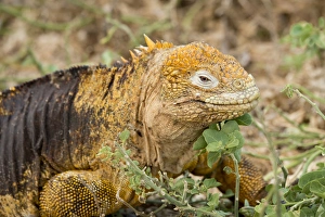 Ecuador, Galapagos, North Seymour. Land iguana (Conolophus subcristatus), endemic species