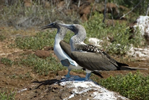 Images Dated 5th March 2009: Ecuador, Galapagos, North Seymour. Blue-footed booby showing feet in courtship dance