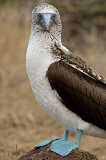 Ecuadorian Prints: Ecuador, Galapagos, North Seymour. Blue-footed booby (WILD: Sula nexbouxii excisa)