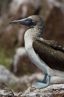 Images Dated 5th March 2009: Ecuador, Galapagos, North Seymour. Blue-footed booby (WILD: Sula nebouxii excisa