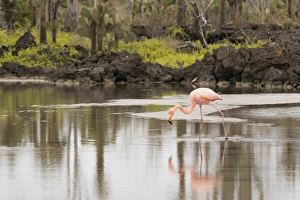Santa Cruz Prints: Ecuador, Galapagos, Northern Santa Cruz Island, Dragon Hill area. Greater flamingo