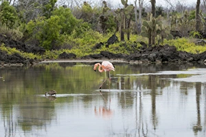 Images Dated 11th August 2012: Ecuador, Galapagos, Northern Santa Cruz Island, Dragon Hill area. Greater flamingo