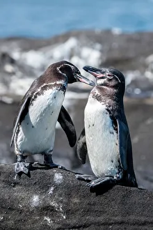 Isabela Island Prints: Ecuador, Galapagos, Northwestern coast of Isabela, Tagas Cove. Galapagos penguins