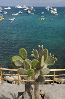 Images Dated 8th March 2009: Ecuador, Galapagos, San Cristobal Island