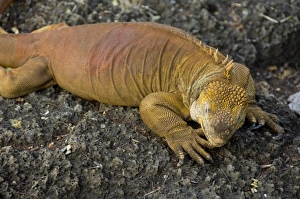 Ecuador, Galapagos. Santa Cruz, Puerto Ayora. Charles Darwin Research Station. Land Iguana (CAPTIVE