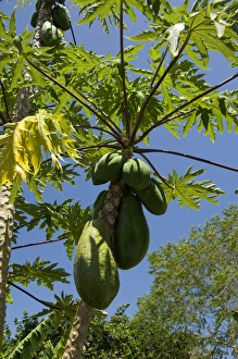 Images Dated 6th March 2009: Ecuador, Galapagos. Santa Cruz highlands, Lava Java organic coffee plantation. Papaya