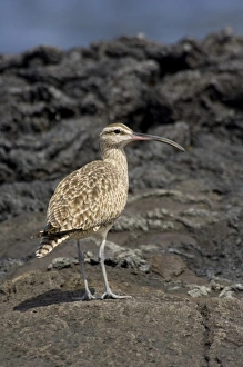 Ecuadorian Prints: Ecuador, Galapagos, Santiago (aka James). James Bay, Puerto Egas. Whimbrel (WILD