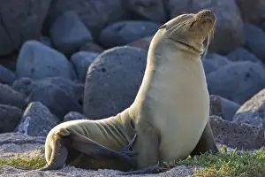 Images Dated 30th June 2006: Ecuador. A Galapagos Sea Lion basks in the sun on North Seymour Island in the Galapagos