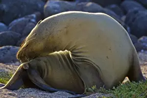 Images Dated 30th June 2006: Ecuador. A Galapagos Sea Lion basks in the sun on North Seymour Island in the Galapagos