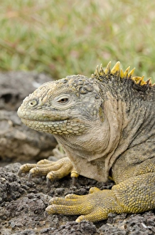 Ecuador, Galapagos, South Plaza Island. Endemic land iguana (Wild: Conolophus subcristatus) head