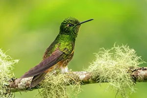 Images Dated 23rd January 2023: Ecuador, Guango. Buff-tailed coronet hummingbird close-up