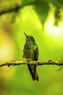 Images Dated 29th December 2022: Ecuador, Guango. Buff-tailed coronet hummingbird close-up