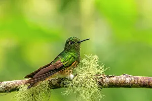 Images Dated 23rd January 2023: Ecuador, Guango. Buff-tailed coronet hummingbird close-up