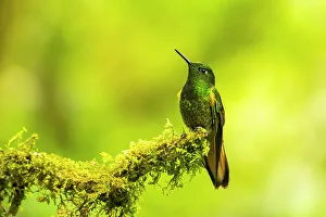Images Dated 29th December 2022: Ecuador, Guango. Buff-tailed coronet hummingbird close-up