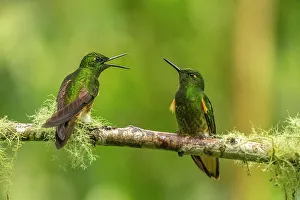 Ecuador, Guango. Buff-tailed coronet hummingbirds close-up