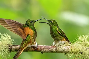 Images Dated 23rd January 2023: Ecuador, Guango. Buff-tailed coronet hummingbirds fighting