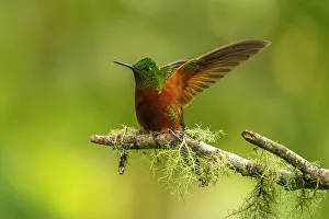 Images Dated 29th December 2022: Ecuador, Guango. Chestnut-breasted coronet hummingbird close-up
