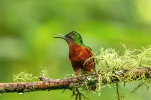 Images Dated 23rd January 2023: Ecuador, Guango. Chestnut-breasted coronet hummingbird close-up