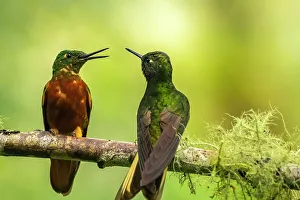 Guango Prints: Ecuador, Guango. Chestnut-breasted coronet hummingbirds close-up