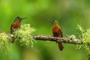 Images Dated 29th December 2022: Ecuador, Guango. Chestnut-breasted coronet hummingbirds close-up
