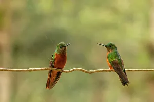 Ecuador, Guango. Two chestnut-breasted coronet hummingbirds on limb in rain