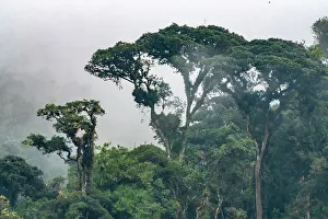 Guango Prints: Ecuador, Guango. Clouds in jungle landscape