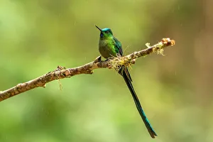 Images Dated 23rd January 2023: Ecuador, Guango. Long-tailed sylph hummingbird close-up